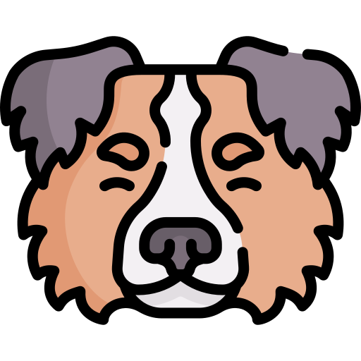 Coloriage de chien de berger Shetland avec nez de chien à imprimer