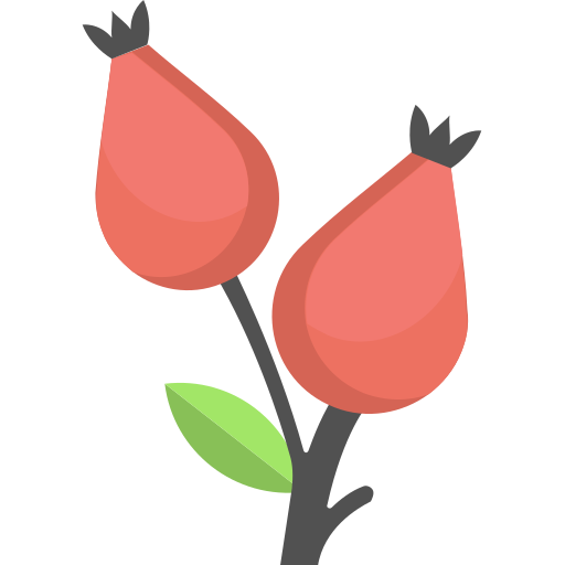 Coloriage botanique de rose musquée pour l'automne à imprimer.