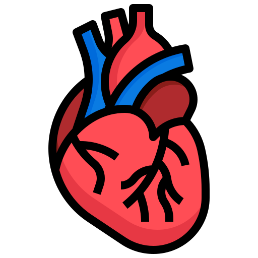 Coloriage cardiovasculaire du cœur humain à imprimer