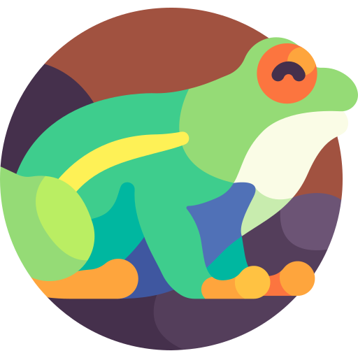 Coloriage d'amphibie grenouille en zoologie à imprimer