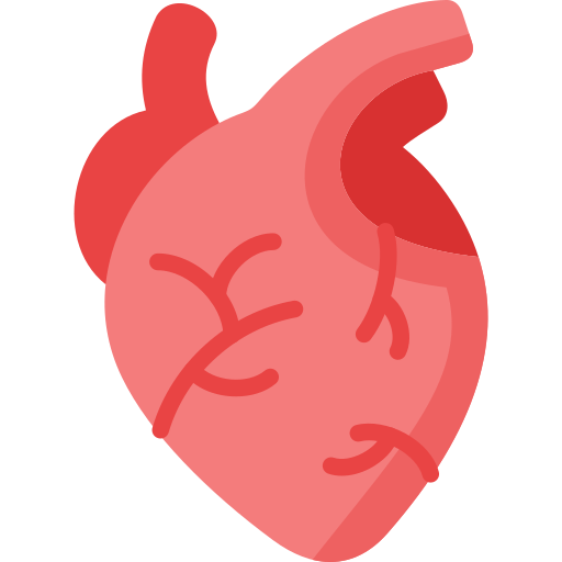 Coloriage d'anatomie du corps cardiovasculaire à imprimer