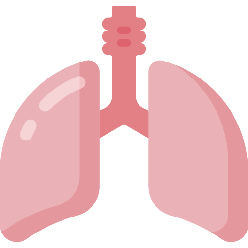 Coloriage d'anatomie du corps : poumons à imprimer